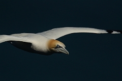 David Plant Photography - Wildlife Photography - Gannet - B